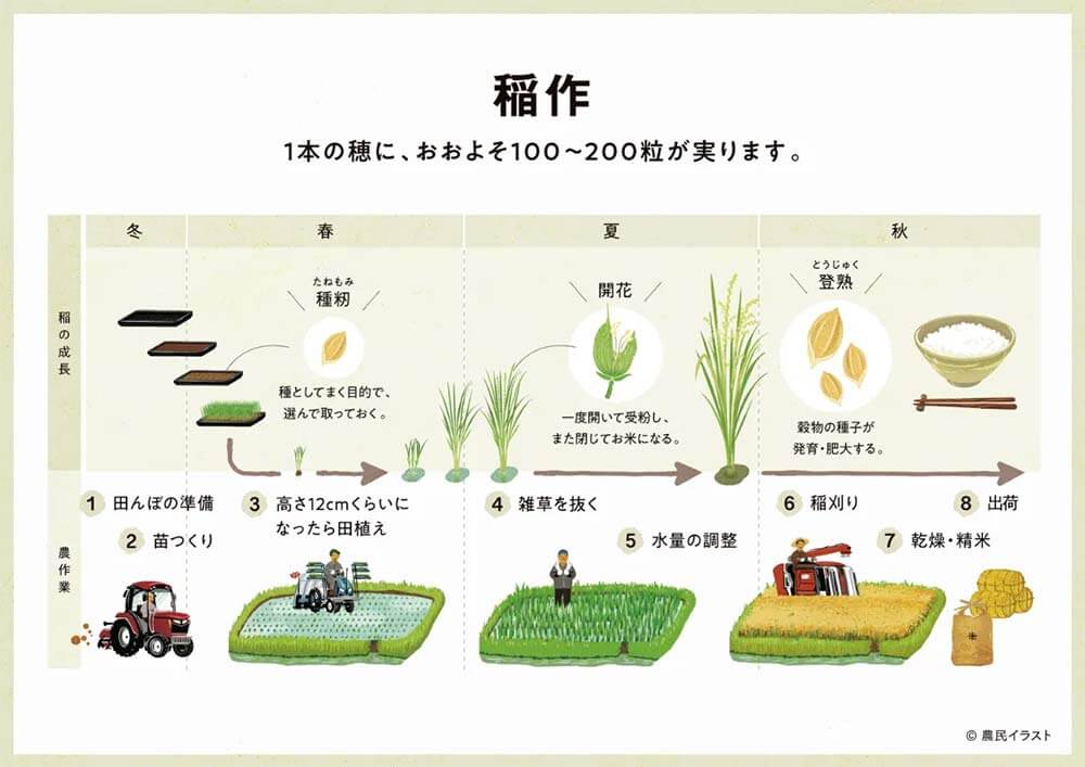 イラスト素材をつかって「稲作」を解説